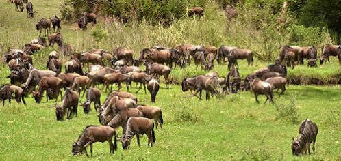 Mara River Lodge Aitong Kültér fotó